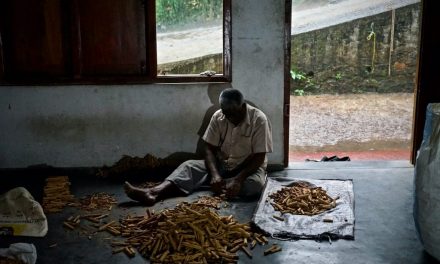 Echter Ceylon Zimt aus Sabaragamuwa | Periodics® Table of Spices